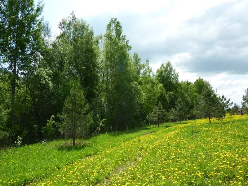 долг за аренду леса