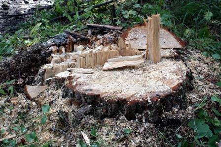лес, дерево, вырубка леса, лесопромышленная отрасль, Канопус-В-ИК, сырье