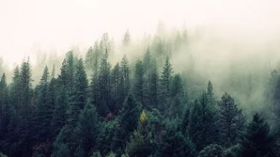 лесопользование, лес, лесное хозяйство 