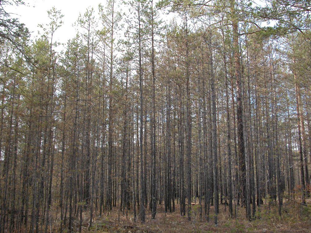 лесные насаждения