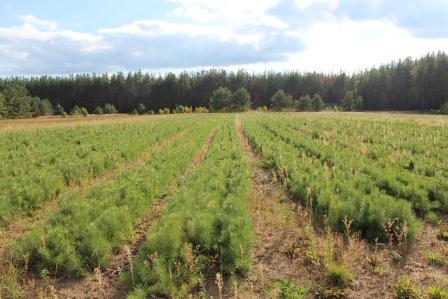 лесной комплекс, Вологодский селекцентр, воспроизводство лесов