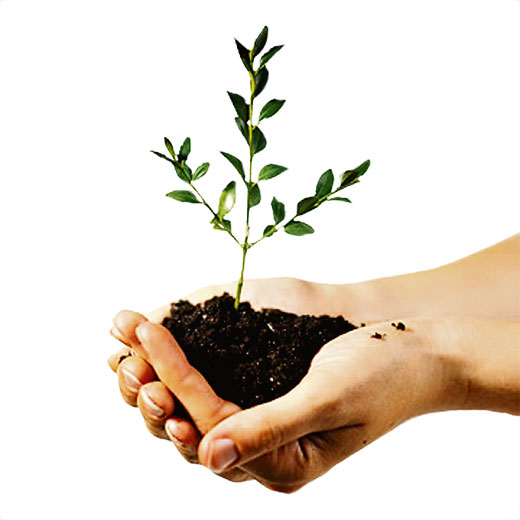 дерево, лес, лесное хозяйство, посадка леса, лесовосстановление, лесные массивы