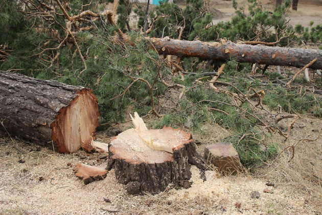 лес, черные лесорубы, вырубка леса, лесозаготовка, лесопереработка
