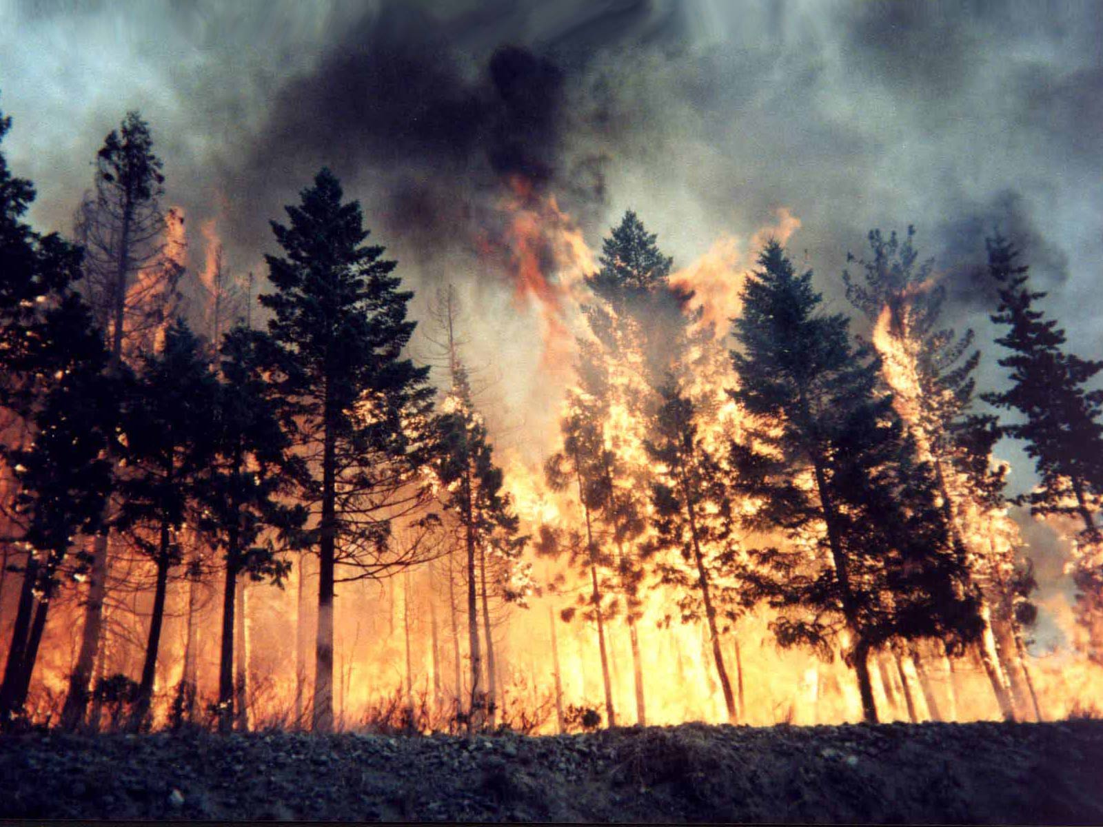 лесопожарная обстановка, лес, лесные пожары