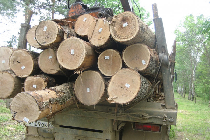 Незаконная заготовка древесины в Иркутской обл. после запуска проекта по маркировке леса снизилась на 53%