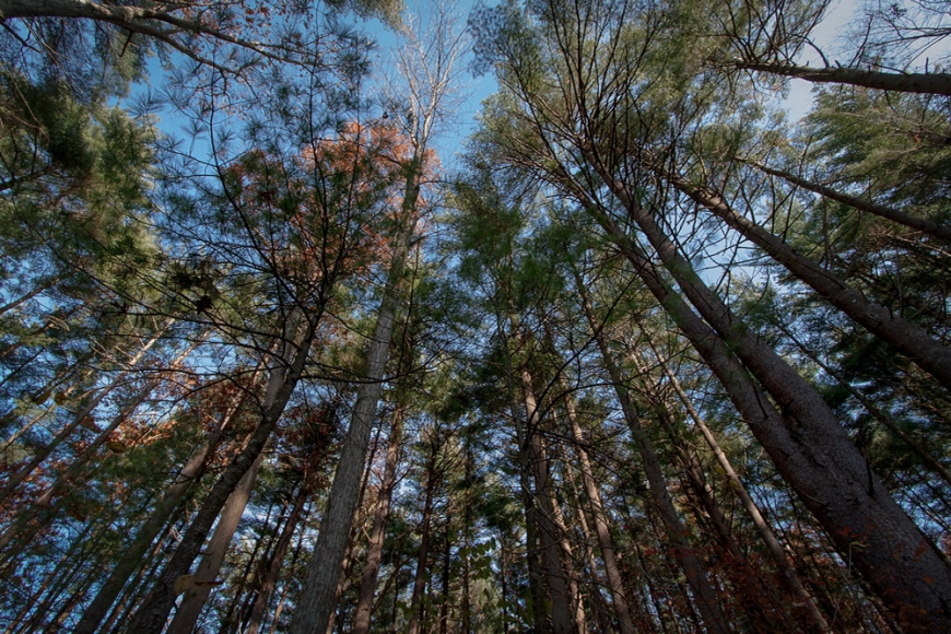 На Дальнем Востоке для проектов по глубокой переработке древесины лесные участки будут предоставлять без аукциона