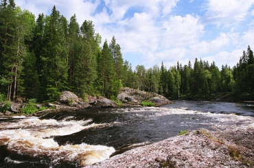 5 древнейших лесов, которые мы можем потерять!