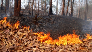 Пресс-конференция «О прохождении весеннего пика  лесных пожаров в Российской Федерации»