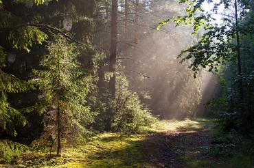 10 лет назад в Вологодской области была создана система государственных лесничеств